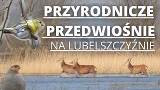 Przyrodnicze przedwiośnie na Lubelszczyźnie [upl. by Atilegna]