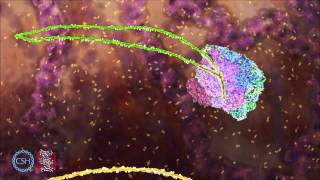 RNA Splicing [upl. by Ashien]