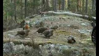 Capercaillie display 2008 [upl. by Lozar]