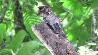 Common Potoo  Nyctibius griseus  Pajaro Estaca [upl. by Cicenia]