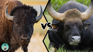 AMERICAN BISON VS INDIAN GAUR  Which is stronger [upl. by Oicnoel]