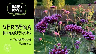 Why I love Verbena Bonariensis  my top companion plants [upl. by Yentiw]