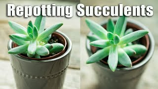 Repotting Succulents  The best way to repot succulents AND houseplants [upl. by Atir552]