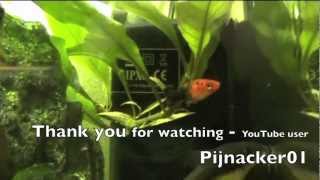 Black Molly  Swordtail Half Breed  tropical fish tank update [upl. by Weitman]