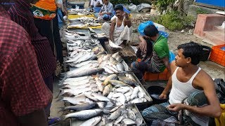 Amazing Rural Village Fish Market In Bangladesh  Lots Of Fresh Country Fishes Available [upl. by Hgeilhsa484]