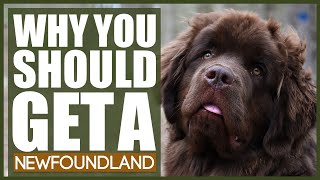 5 Reasons Why YOU SHOULD Get A NEWFOUNDLAND [upl. by Ntisuj427]