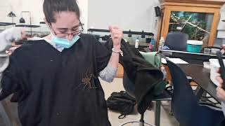 Mr Tickles the tailless whip scorpion is out to play Halloween party SWBOCES animal science [upl. by Aerdua]