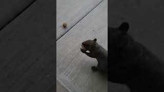 Brown Noser is the first Trick or Treater squirrel squirrelvideo squirrelbuddies trickortreat [upl. by Jermayne]