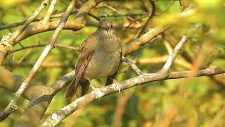 Turdus leucomelas  Palebreasted Thrush  Mirla Buchiblanca [upl. by Dias]