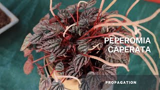 Peperomia Caperata  Easy tips on plant care and soil propagation using the stem [upl. by Aisereht]