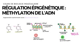 RÉPLICATION DE LADN  ACIDES NUCLÉIQUES  Biochimie Facile [upl. by Graniah741]