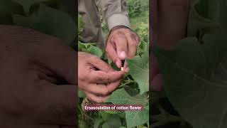 Plants BreedingEmasculation of Cotton flowerExpert Guide youtube learning [upl. by Bumgardner]