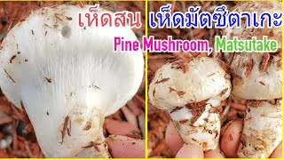 เห็ดสน เห็ดญี่ปุ่นมัตซึตาเกะ💥วิธีดู สรรพคุณยาและรสชาด Pine Mushroom Tricholoma Matsutake ตอนที่ 2 [upl. by Higinbotham59]