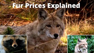 2022 Fur Prices  What Animals to Trap [upl. by Saunderson173]