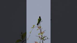 Golden fronted leafbird goldenfrontedleafbird birdwatchingbyranjit birds birdwatching [upl. by Anikat]