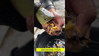 AROWANA FISH🐠 shortvideo shots [upl. by Stephan]