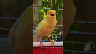 Kanarienvogel gesang canarysounds youtubeshorts shorts [upl. by Drake]