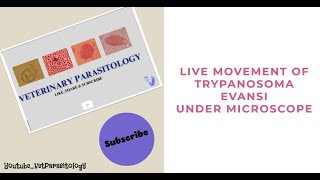 Trypanosoma evansi live movement under microscope [upl. by Karwan]