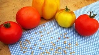 How to Save Tomato Seeds from your own Tomatoes [upl. by Fidel]