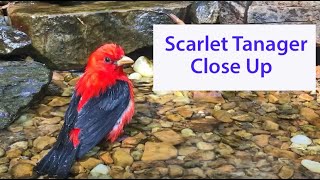 Closeup Video of a Scarlet Tanager [upl. by Baese259]