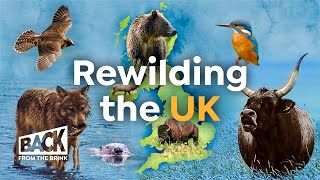 How to Bring Wilderness Back to Britain  Rewilding UK  Back from the Brink [upl. by Owens38]