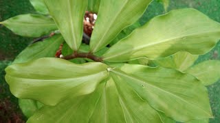 Insulin Plant or Costus Igneous Anti Diabetic Medicinal PlantImelda Ingram [upl. by Norris939]