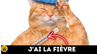 COMMENT SAVOIR SI MON CHAT A DE LA FIEVRE Découvrez les vraies Astuces [upl. by Harewood]