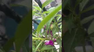 balconygarden balsamplant durgapooja2024 nurserylive seedgrown love 😍🙏🏻🧿 [upl. by Aoht]