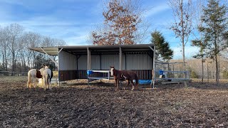 Homemade steel loafing shed for the horses [upl. by Wilt249]