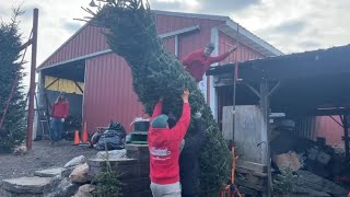 Families spend Black Friday picking out Christmas trees in Lansdale [upl. by Eilama]