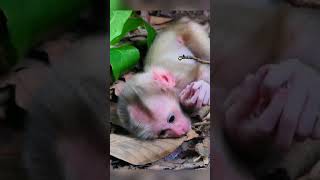 Cant stop tearing wild baby monkey screaming for milk till weak 😪 monkey cutebabymonkeywildlife [upl. by Pisarik]