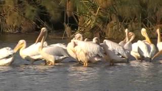 Lake Naivasha Kenya [upl. by Freed264]