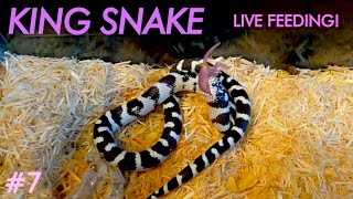 LIVE FEEDING  Young King Snake Swallows Baby Mouse ALIVE No Constriction [upl. by Kenji544]