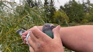 GOŁĘBIE JANSSEN DE KLAK janssen brothers pigeons [upl. by Armalda]