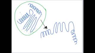 Domains Motifs and Turns Lecture 3 [upl. by Lanoil]