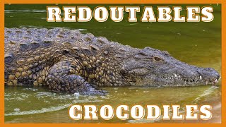 Le crocodile du Nil [upl. by Onaimad568]