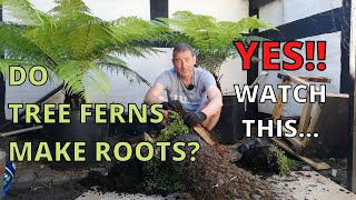 Do Tree Ferns grow roots YES Watch thisDicksonia Antarctica [upl. by Nolyd]