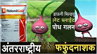 Ridomil gold syngenta  onion nursery  Mitalaxyl Mancozeb [upl. by Center]