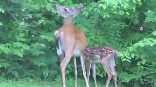 Python attacks the fawn helpless mother tried everything she could but [upl. by Payne]