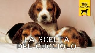 LA SCELTA DEL CUCCIOLO  Trailer Documentario [upl. by Downs717]