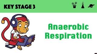 Anaerobic Respiration [upl. by Hazmah552]