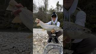 Fly Fishing in the Dolomites flyfishing fishing fish fishingvideo trout shorts fishinglife [upl. by Dimphia]