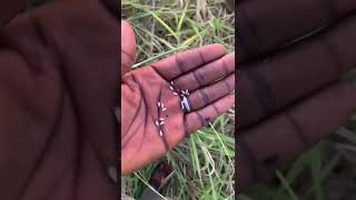 harvesting brachiaria pasture grass seed [upl. by Dodds]