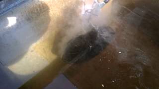 Electrolysis At Work On A Cast Iron Skillet [upl. by Dylan]