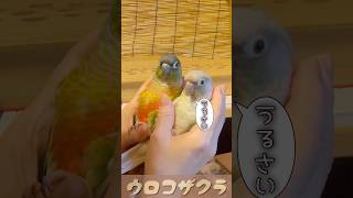 娘のネイルケアgreencheekconure ウロコインコ多頭飼い birds conure ウロコインコ parrot parakeet 中型インコ [upl. by Garrik548]