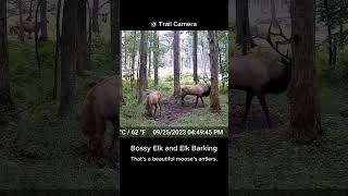 The elk with its majestic huge antlers bullies those weaker than it [upl. by Mit]