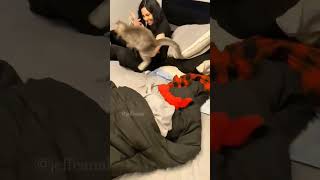 🤣🤣🤣 shortvideo funny funnypetschannel catvideos cat shortvideo funny catvideos cat [upl. by Nonie]