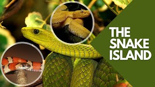 SNAKE Island SECRETS Revealed [upl. by Enelyw]