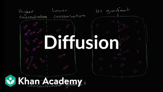 Diffusion  Membranes and transport  Biology  Khan Academy [upl. by Sibell480]