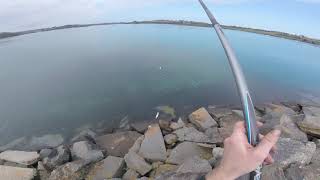 Bar en surfcasting dans la Rance [upl. by Hsan]